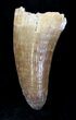 Well Preserved Dyrosaurus Tooth - Morocco #20741-1
